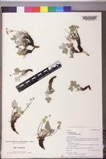 Potentilla nivea var. pentaphylla image