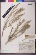 Artemisia tridentata image