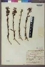 Pedicularis crenulata image