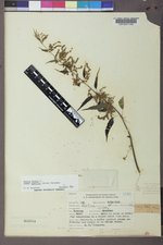 Urtica gracilis image