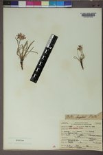 Oreostemma alpigenum var. haydenii image