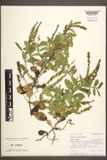 RM Herbarium Specimen Search